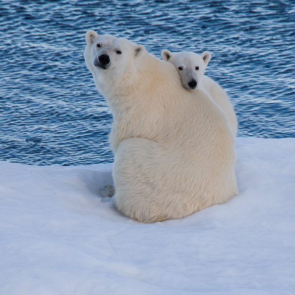 Polar Bear and cub