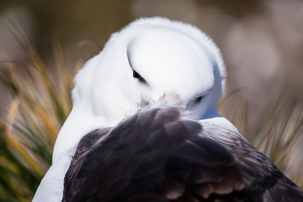 Nesting Black-browed Albatross