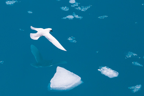 Snow Petrel in the blue